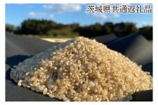 【先行予約】【栽培期間農薬不使用】R7年産 マキタ超こしひかり 玄米10kg【茨城県共通返礼品・行方市産】【おいしい お米 マキタ 減農薬 安心  鹿嶋市】（KBE-95）