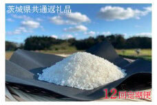 【先行予約】【12ヶ月定期便】【栽培期間農薬不使用】R7年産 マキタ超こしひかり 白米5kg×12回【茨城県共通返礼品・行方市産】【 お米　米　白米 マキタ 減農薬 安心  鹿嶋市】（KBE-102）