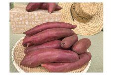 KBE-59　【先行予約】【令和7年11月発送】焼き芋好きのためのさつま芋　紅はるか10kg【茨城県共通返礼品・行方市産】