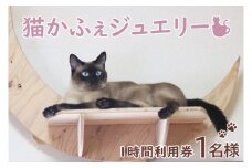 鹿嶋市の癒しの空間　猫カフェでまったり　猫かふぇジュエリー　１時間利用券セット　１名様 （KCS-1）
