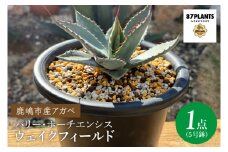 鹿嶋市産アガベ！パリー・ホーチエンシス『ウェイクフィールド』【観葉植物 自然 お庭 インテリア 多肉 アガベ 5号 鉢 ナチュラル 20000円以下】（KCP-8）