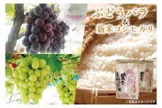 【先行予約】新米コシヒカリ4kg/ぶどうバラ3パックセット 【期間限定 数量限定 葡萄 ブドウ フルーツ 新米 こしひかり お米 セット 鹿嶋市 茨城県】 (KBT-1 )