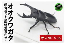 【産地おまかせ】【数量限定】オオクワガタオスのみ♂（オス70ミリup）飼育セット【クワガタ クワガタムシ カブトムシ 昆虫 虫 国産 飼育 セット 夏休み 自由研究 鹿嶋市 茨城県】（KBY-8）
