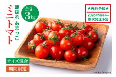 【先行予約★2026年5月中旬頃～順次発送！】【人気商品】朝採れ あまっこ ミニトマト ３kg 【やさい 野菜 トマト 甘い プチトマト 新鮮 フレッシュ 産地 直送 10000円以下 茨城県 鹿嶋市 】（KAM-31）
