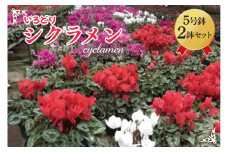 【数量限定】【11月より発送開始】いろどりシクラメン5号鉢-2鉢セット【花 鉢植え 鉢花  ギフト お祝い 贈答品 インテリア 庭 ガーデン】（KAQ-7）