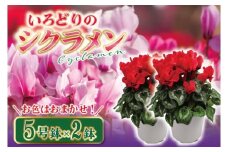 【数量限定】【11月より発送開始】いろどりシクラメン5号鉢-2鉢セット【花 鉢植え 鉢花  ギフト お祝い 贈答品 インテリア 庭 ガーデン】（KAQ-7）