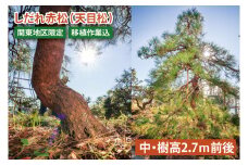 【移植作業込】しだれ赤松（天目松）　（中・樹高2.7ｍ前後）（関東地区限定）事前確認可【赤松 松 しだれ 天目松 吉祥松 関東地区限定 茨城県 鹿嶋市 1000000円以内】（KDM-002）