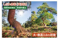 【移植作業込】しだれ赤松（天目松）　（大・樹高3.6ｍ前後）（関東地区限定）事前確認可【赤松 松 しだれ 天目松 吉祥松 関東地区限定 茨城県 鹿嶋市 1500000円以内】（KDM-001）