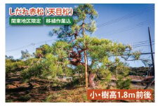 【移植作業込】しだれ赤松（天目松）　（小・樹高1.8ｍ前後）（関東地区限定）事前確認可【赤松 松 しだれ 天目松 吉祥松 関東地区限定 茨城県 鹿嶋市 】（KDM-003）