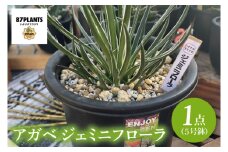 鹿嶋市産アガベ！　ジェミニフローラ　５号鉢【アガベ ジェミニフローラ多肉植物 鉢 数量限定 ツインフラワード 茨城県 鹿嶋市 20000円以内】（KCP-10）
