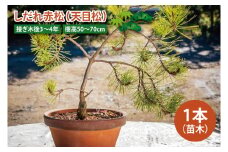 しだれ赤松（天目松）　苗木1本（接ぎ木後3～4年・樹高50～70cm）【赤松 天目松 松 吉祥松 苗木 接ぎ木 茨城県 鹿嶋市 50000円以内】（KDM-004）