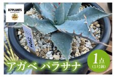 鹿嶋市産アガベ！　アガベ　パラサナ　５号鉢【アガベ 多肉植物キャベツヘッド 鉢 数量限定 茨城県 鹿嶋市 20000円以内】（KCP-9）