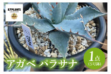 鹿嶋市産アガベ！　アガベ　パラサナ　５号鉢【アガベ 多肉植物キャベツヘッド 鉢 数量限定 茨城県 鹿嶋市 20000円以内】（KCP-9）