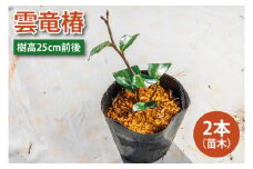【2025年9月以降発送】雲竜椿　苗木×2（樹高25cm前後）【雲竜椿 苗木 ツバキ 三河雲龍 盆栽 茨城県 鹿嶋市 50000円以内】（KDM-005）