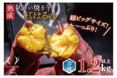 【先行予約】熟成 大きい焼き芋（紅はるか）1.2kg以上 【超ビックサイズ！リピーター続出！ 焼きいも 焼芋 焼き芋 焼きいも やきいも さつまいも 紅はるか 鹿嶋市】（KBK-48）