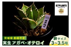 鹿嶋市産 実生アガベ・オテロイ（3～3.5号鉢サイズ）（KCP-11）