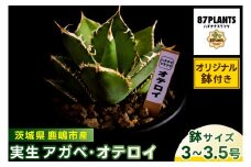 鹿嶋市産 実生アガベ　オテロイ（オリジナル鉢付き）（KCP-12）