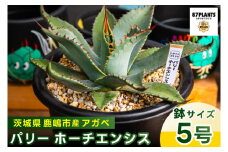 鹿嶋市産 実生アガベ・パリー ホーチエンシス（吉祥天）5号鉢（KCP-17）