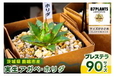 鹿嶋市産 実生ホリダ プレステラ90サイズ (KCP-39）