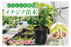 イチジク苗木7号ポット（バナーネ）【苗木 観葉 植物 いちじく 自宅 ポット茨城県 鹿嶋市】（KAE-10）