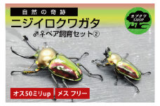 ニジイロクワガタ オスメス ペア飼育セット②【クワガタ クワガタムシ  昆虫 虫 国産 飼育 セット 夏休み 自由研究 鹿嶋市 茨城県】（KBY-10）
