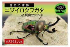 ニジイロクワガタ オス飼育セット④【クワガタ クワガタムシ  昆虫 虫 国産 飼育 セット 夏休み 自由研究 鹿嶋市 茨城県】（KBY-12）