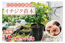 イチジク苗木 3年物【なえぎ 観葉 植物 いちじく 自宅 ポット ドーフィン 茨城県 鹿嶋市】（KAE-9）