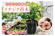 イチジク苗木　1年物【なえぎ 観葉 植物 いちじく 自宅 ポット ドーフィン 茨城県 鹿嶋市】（KAE-7）