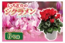 【数量限定】シクラメン【6号鉢】1鉢 花 鉢植え 鉢花  ギフト お祝い 贈答品 インテリア 庭 ガーデン（KAQ-3）