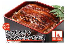 超特大!やわらか 国内産うなぎ蒲焼 220～250g 1尾 肉厚ジューシー 国産ブランド鰻 ふっくら仕上げ 蒲焼きのタレ・山椒付き 湯煎で簡単調理 うな丼 うな重 ギフト 贈答用 冷蔵配送 茨城県 潮来市 (A23-003)