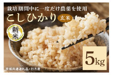 令和7年産新米 玄米 5kg 栽培期間中できるだけ農薬を減らした＜ こしひかり＞ 茨城県産 米 お米 コメ ご飯 コシヒカリ 食味豊か 甘み 旨み 冷めても 美味しい お弁当 向け 食卓常備 産地直送 茨城県 潮来市 ＜茨城県共通返礼品・行方市産＞ (A03-017)