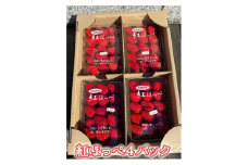 農家直送！紅ほっぺ4パック入り サイズおまかせ【果物類・いちご・苺・イチゴ・農家直送・紅ほっぺ・4パック・季節限定・詰め合わせ】
※2024年2月頃～5月上旬頃に順次発送予定