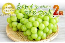 シャインマスカット 2房【茨城県共通返礼品 かすみがうら市】 マスカット ぶどう 果物 くだもの フルーツ 国産 茨城県 守谷市 送料無料　※2024年8月上旬～11月下旬頃に順次発送予定