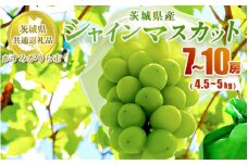 シャインマスカット 7～10房 約4.5kg～5kg【茨城県共通返礼品 かすみがうら市】 マスカット ぶどう 果物 くだもの フルーツ 国産 茨城県 守谷市 送料無料　※2024年8月上旬～11月下旬頃に順次発送予定