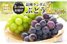 【定期便】ぶどう品種ランダム2房セット 3ヶ月連続お届け（8月、9月、10月） 【茨城県共通返礼品　かすみがうら市産】 ※一房約500～600g×2房 ぶどう ブドウ 葡萄 セット 詰め合わせ 定期便 定期 フルーツ 果物 くだもの 茨城県産 送料無料
