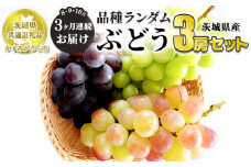 【定期便】ぶどう品種ランダム3房セット 3ヶ月連続お届け（8月、9月、10月） 【茨城県共通返礼品　かすみがうら市産】 ※一房約500～600g×3房 ぶどう ブドウ 葡萄 セット 詰め合わせ 定期便 定期 フルーツ 果物 くだもの 茨城県産 送料無料
