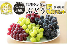 【定期便】ぶどう品種ランダム5房セット 3ヶ月連続お届け（8月、9月、10月） 【茨城県共通返礼品　かすみがうら市産】 ※一房約500～600g×5房 ぶどう ブドウ 葡萄 セット 詰め合わせ 定期便 定期 フルーツ 果物 くだもの 茨城県産 送料無料