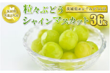 粒々ぶどう 36粒 シャインマスカット【茨城県共通返礼品 かすみがうら市】 シャインマスカット マスカット ぶどう 葡萄 果物 フルーツ お取り寄せ 　※2024年8月上旬頃より順次発送予定