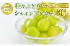 粒々ぶどう 36粒 シャインマスカット【茨城県共通返礼品 かすみがうら市】 シャインマスカット マスカット ぶどう 葡萄 果物 フルーツ お取り寄せ 　※2024年8月上旬頃より順次発送予定