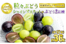 粒々ぶどう 合計36粒 各12粒 シャインマスカットとぶどう2品種【茨城県共通返礼品 かすみがうら市】 セット 3種類 食べ比べ シャインマスカット マスカット ぶどう 葡萄 果物 フルーツ お取り寄せ ※2024年8月下旬頃より順次発送予定