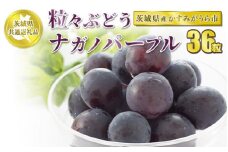 粒々ぶどう36粒 ナガノパープル【茨城県共通返礼品 かすみがうら市】 ぶどう 葡萄 果物 フルーツ お取り寄せ ※2024年8月下旬頃より順次発送予定