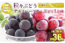 粒々ぶどう 合計36粒 各18粒 ナガノパープルとぶどう1品種【茨城県共通返礼品 かすみがうら市】 セット 2種類 食べ比べ ぶどう 葡萄 果物 フルーツ お取り寄せ ※2024年8月下旬頃より順次発送予定