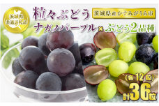 粒々ぶどう 合計36粒 各12粒 ナガノパープルとぶどう 2品種【茨城県共通返礼品 かすみがうら市】セット 3種類 食べ比べ ナガノパープル ぶどう ブドウ 葡萄 果物 フルーツ お取り寄せ ※2024年8月下旬頃より順次発送予定