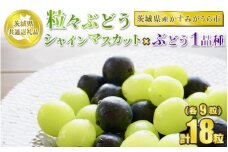 粒々ぶどう 合計18粒 各9粒 シャインマスカットとぶどう1品種【茨城県共通返礼品 かすみがうら市】セット 2種類 食べ比べ シャインマスカット マスカット ぶどう ブドウ 葡萄 果物 フルーツ お取り寄せ ※2024年8月下旬頃より順次発送予定