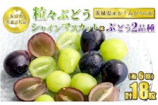 粒々ぶどう 合計18粒 各6粒 シャインマスカットとぶどう2品種【茨城県共通返礼品 かすみがうら市】セット 3種類 食べ比べ シャインマスカット マスカット ぶどう ブドウ 葡萄 果物 フルーツ お取り寄せ ※2024年8月下旬頃より順次発送予定