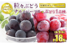 粒々ぶどう 合計18粒 各9粒 ナガノパープルとぶどう1品種【茨城県共通返礼品 かすみがうら市】セット 2種類 食べ比べ ナガノパープル ぶどう ブドウ 葡萄 果物 フルーツ お取り寄せ ※2024年8月下旬頃より順次発送予定