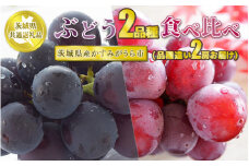 ぶどう2品種 食べ比べ【茨城県共通返礼品 かすみがうら市】2房 2種 セット ぶどう ブドウ 葡萄 果物 フルーツ お取り寄せ ※2024年8月上旬頃より順次発送予定