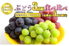 ぶどう3品種 食べ比べ【茨城県共通返礼品 かすみがうら市】3房 3種 セット ぶどう ブドウ 葡萄 果物 フルーツ お取り寄せ ※2024年8月下旬頃より順次発送予定