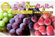 ぶどう5品種 食べ比べ【茨城県共通返礼品 かすみがうら市】5房 5種 セット ぶどう ブドウ 葡萄 果物 フルーツ お取り寄せ ※2024年8月下旬頃より順次発送予定