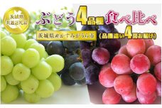 ぶどう4品種 食べ比べ【茨城県共通返礼品 かすみがうら市】4房 4種 セット ぶどう ブドウ 葡萄 果物 フルーツ お取り寄せ ※2024年8月下旬頃より順次発送予定